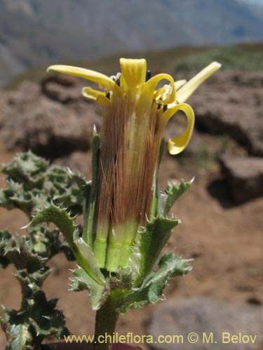 Image of Perezia carthamoides (Estrella blanca de cordillera). Click to enlarge parts of image.