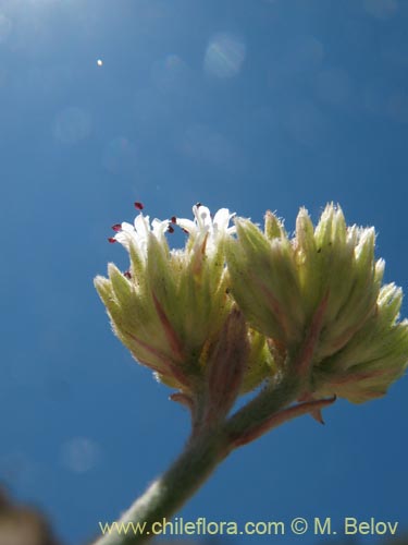 Malesherbia fasciculataの写真