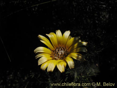 Image of Trichocline aurea (). Click to enlarge parts of image.