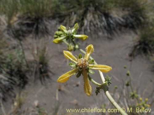 Image of Caiophora aff. (). Click to enlarge parts of image.