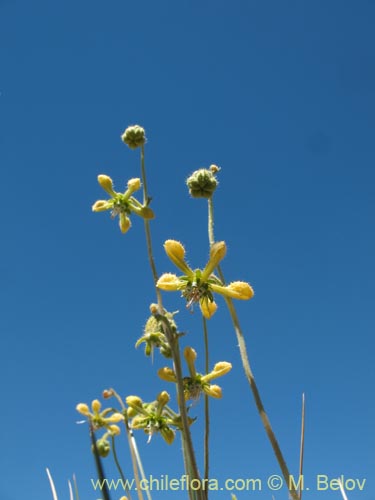 Image of Caiophora aff. (). Click to enlarge parts of image.