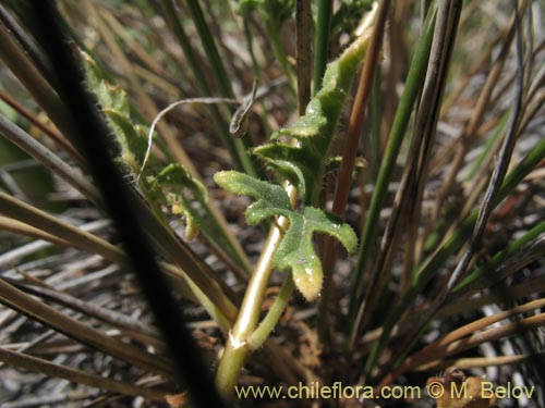 Image of Caiophora aff. (). Click to enlarge parts of image.