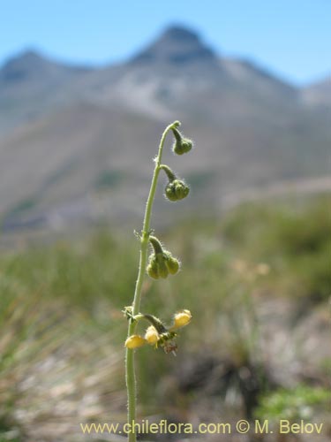 Image of Caiophora aff. (). Click to enlarge parts of image.