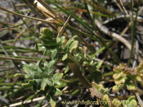 Image of Caiophora aff. (). Click to enlarge parts of image.