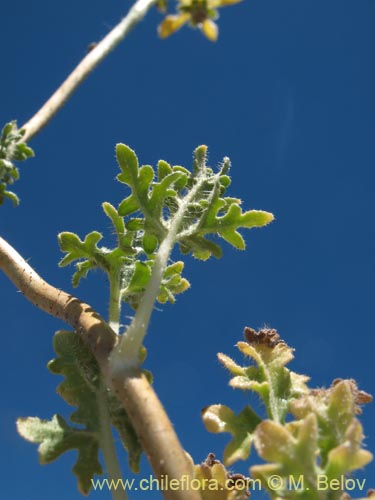 Image of Caiophora aff. (). Click to enlarge parts of image.