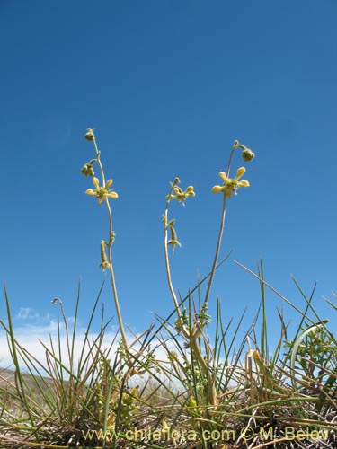 Image of Caiophora aff. (). Click to enlarge parts of image.