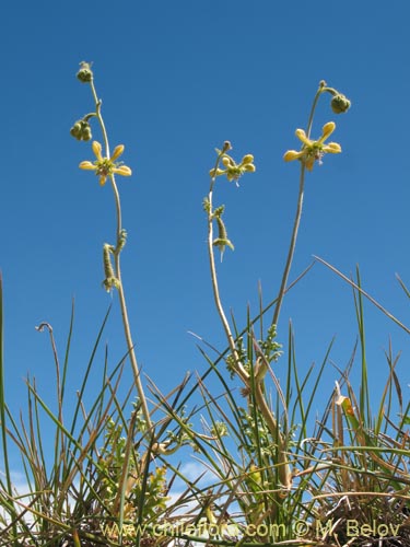 Image of Caiophora aff. (). Click to enlarge parts of image.