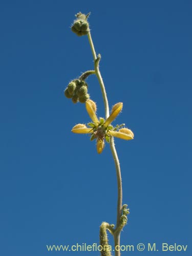 Image of Caiophora aff. (). Click to enlarge parts of image.