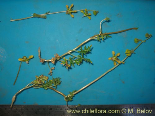 Image of Caiophora aff. (). Click to enlarge parts of image.