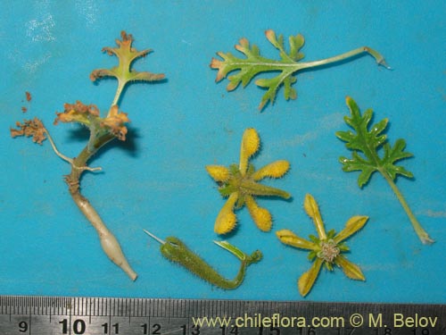 Image of Caiophora aff. (). Click to enlarge parts of image.