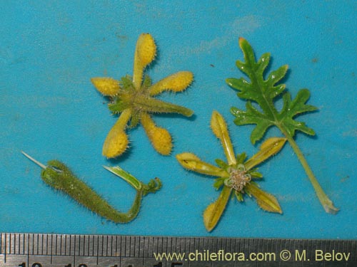 Image of Caiophora aff. (). Click to enlarge parts of image.