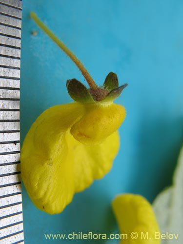 Image of Calceolaria valdiviana (). Click to enlarge parts of image.