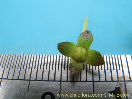 Image of Calceolaria valdiviana (). Click to enlarge parts of image.