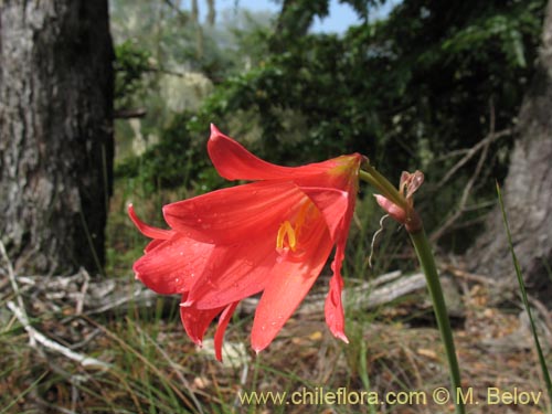 Bild von Rhodophiala sp. #1436 (). Klicken Sie, um den Ausschnitt zu vergrössern.