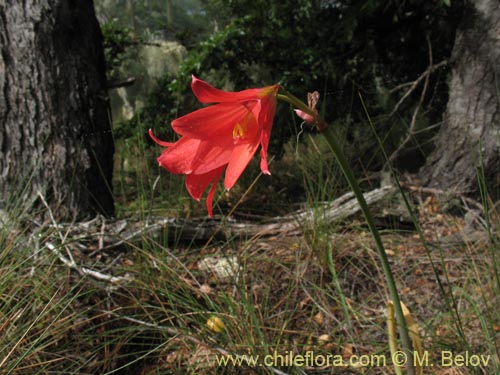 Bild von Rhodophiala sp. #1436 (). Klicken Sie, um den Ausschnitt zu vergrössern.