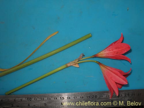 Bild von Rhodophiala sp. #1436 (). Klicken Sie, um den Ausschnitt zu vergrössern.