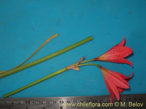 Bild von Rhodophiala sp. #1436 (). Klicken Sie, um den Ausschnitt zu vergrössern.