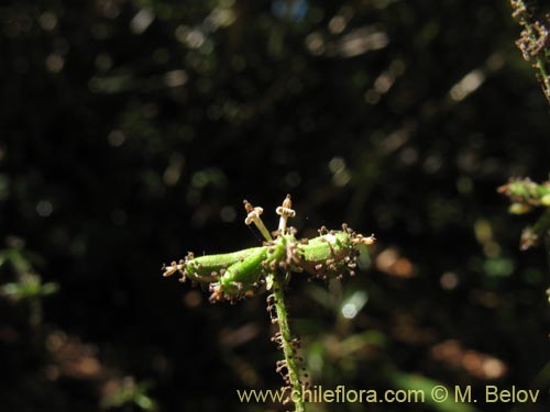 Bild von Adenocaulon chilense (). Klicken Sie, um den Ausschnitt zu vergrössern.