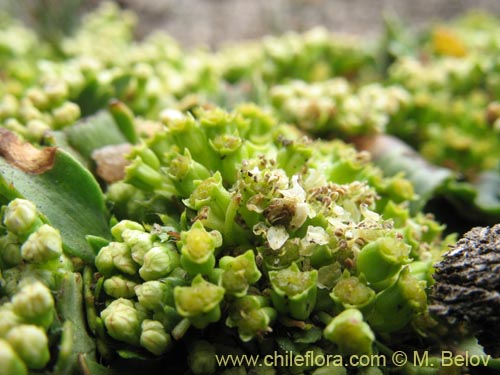 Bild von Azorella incisa (). Klicken Sie, um den Ausschnitt zu vergrössern.