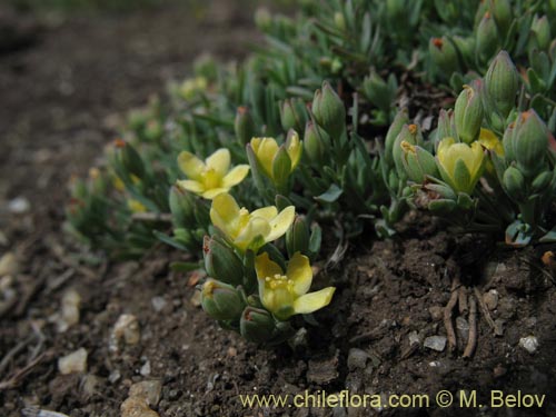 Image of Linum sp. #1724 (). Click to enlarge parts of image.
