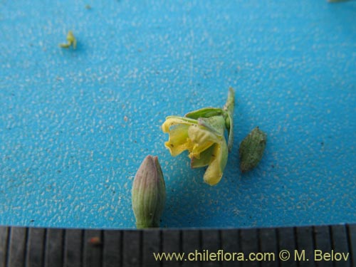 Image of Linum sp. #1724 (). Click to enlarge parts of image.