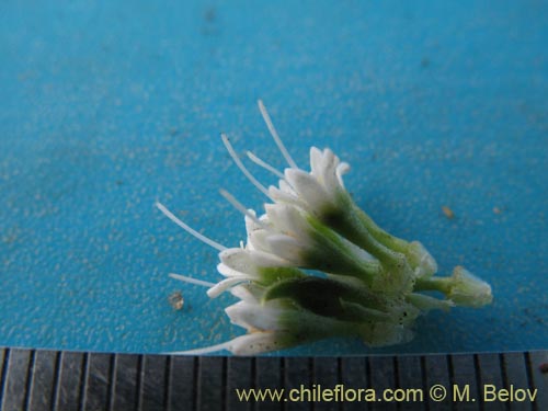 Bild von Eryngium depressum (). Klicken Sie, um den Ausschnitt zu vergrössern.