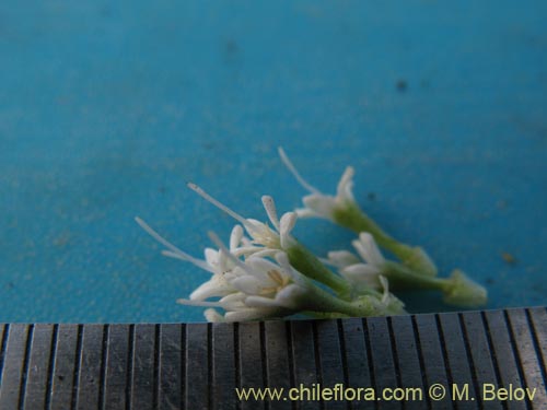 Bild von Eryngium depressum (). Klicken Sie, um den Ausschnitt zu vergrössern.