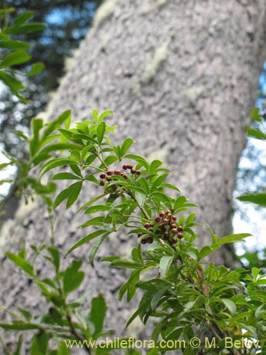 Image of Pseudopanax laetevirens (Traumén, sauco del diablo). Click to enlarge parts of image.