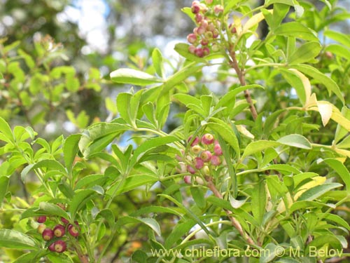 Image of Pseudopanax laetevirens (Traumén, sauco del diablo). Click to enlarge parts of image.