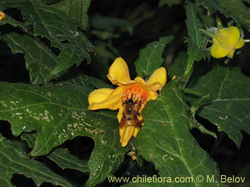 Image of Loasa acanthifolia (). Click to enlarge parts of image.