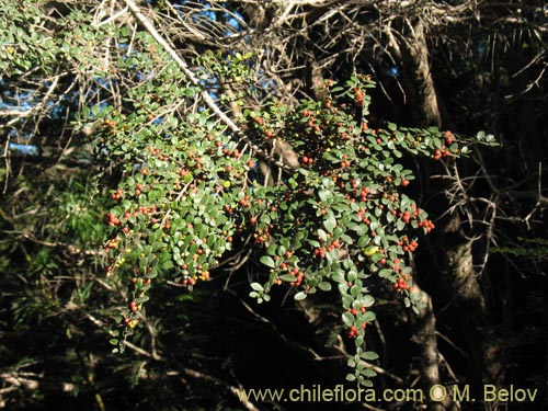 Image of Azara microphylla (Chin-chin / Roblecillo). Click to enlarge parts of image.