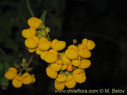 Bild von Calceolaria integrifolia (). Klicken Sie, um den Ausschnitt zu vergrössern.