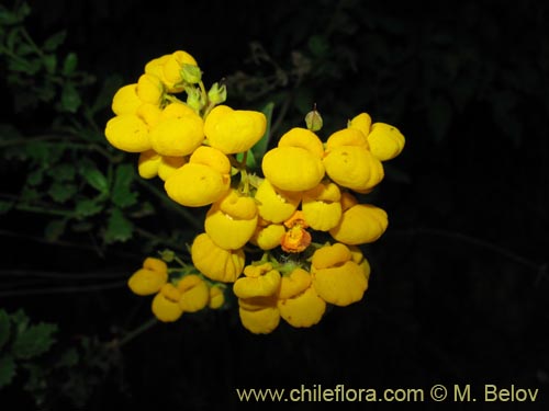 Bild von Calceolaria integrifolia (). Klicken Sie, um den Ausschnitt zu vergrössern.