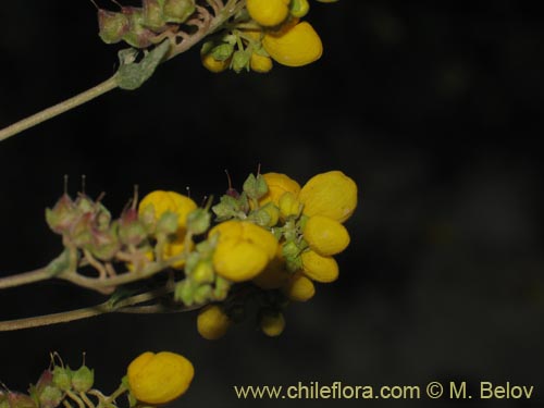 Bild von Calceolaria integrifolia (). Klicken Sie, um den Ausschnitt zu vergrössern.