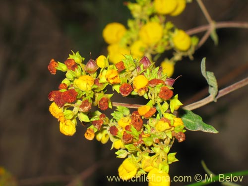 Bild von Calceolaria integrifolia (). Klicken Sie, um den Ausschnitt zu vergrössern.