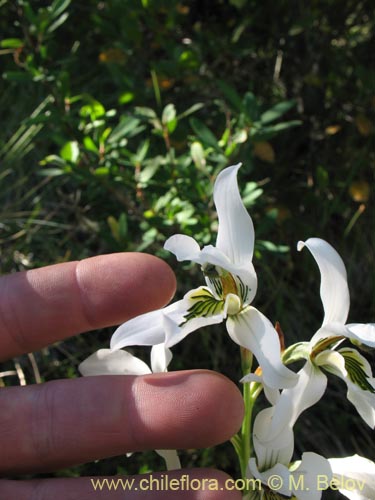 Image of Chloraea longipetala (). Click to enlarge parts of image.