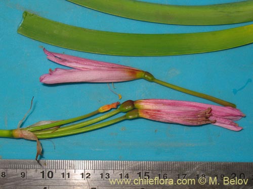 Image of Rhodophiala moelleri (). Click to enlarge parts of image.