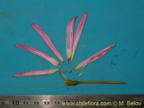 Image of Rhodophiala moelleri (). Click to enlarge parts of image.