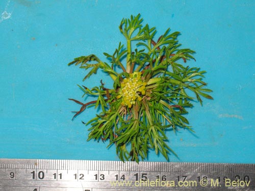 Bild von Azorella trifoliolata (). Klicken Sie, um den Ausschnitt zu vergrössern.