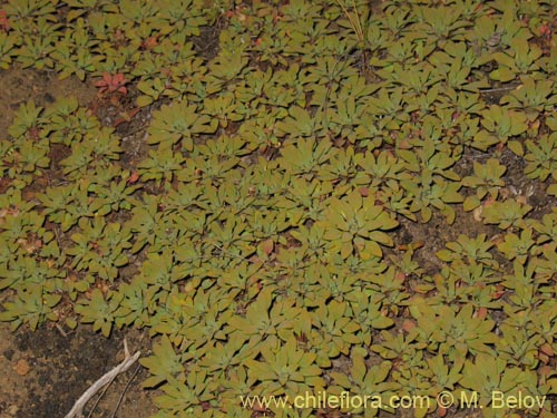 Oreopolus sp. #1415的照片