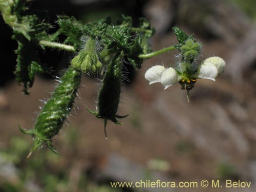 Image of Caiophora sp. #1421 (). Click to enlarge parts of image.