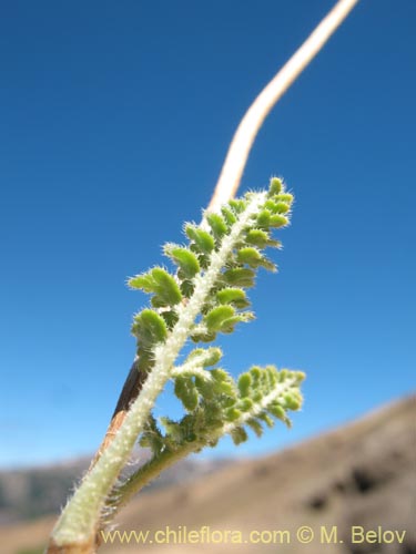 Loasa paradoxa의 사진