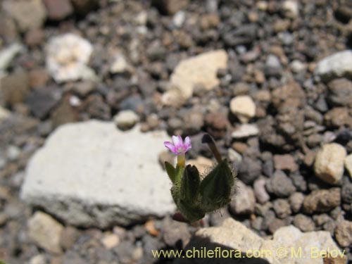 Image of Microsteris gracilis (Rueda chica). Click to enlarge parts of image.