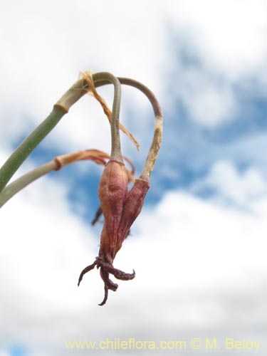 Image of Tristagma sp. #1414 (). Click to enlarge parts of image.