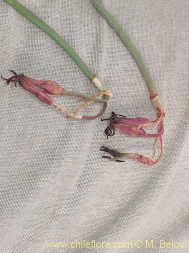 Image of Tristagma sp. #1414 (). Click to enlarge parts of image.