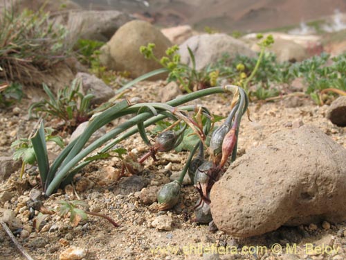 Image of Tristagma sp. #1414 (). Click to enlarge parts of image.