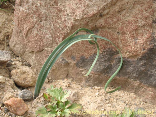 Image of Tristagma sp. #1414 (). Click to enlarge parts of image.