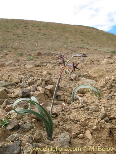 Image of Tristagma sp. #1414 (). Click to enlarge parts of image.