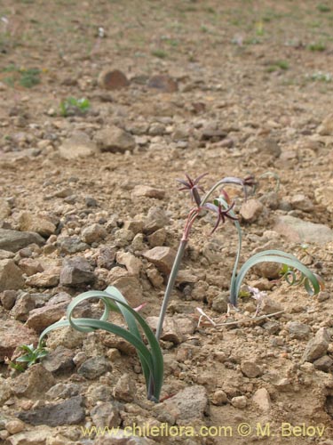 Image of Tristagma sp. #1414 (). Click to enlarge parts of image.