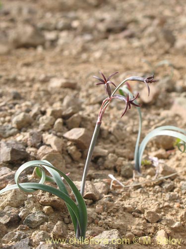 Image of Tristagma sp. #1414 (). Click to enlarge parts of image.